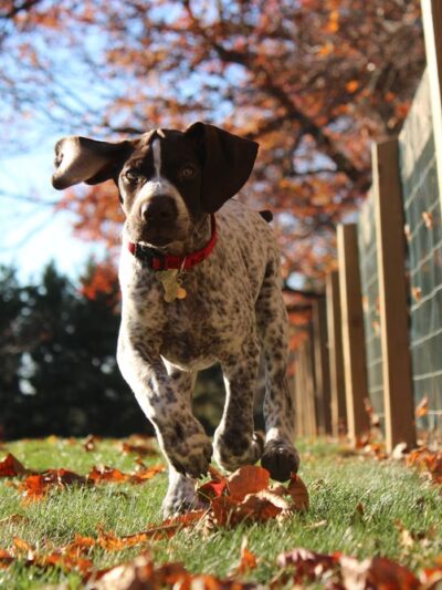 Doggie Days Northwest - Ravensdale, WA