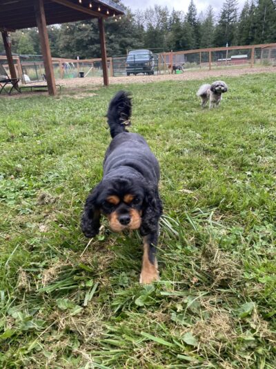 Doggie Days Northwest - Ravensdale, WA