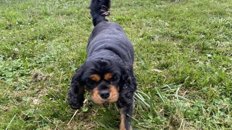 Doggie Days Northwest - Ravensdale, WA