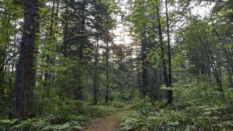 Kanaskat-Palmer State Park - Ravensdale, WA