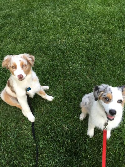 Pam4Paws - Raymore, MO