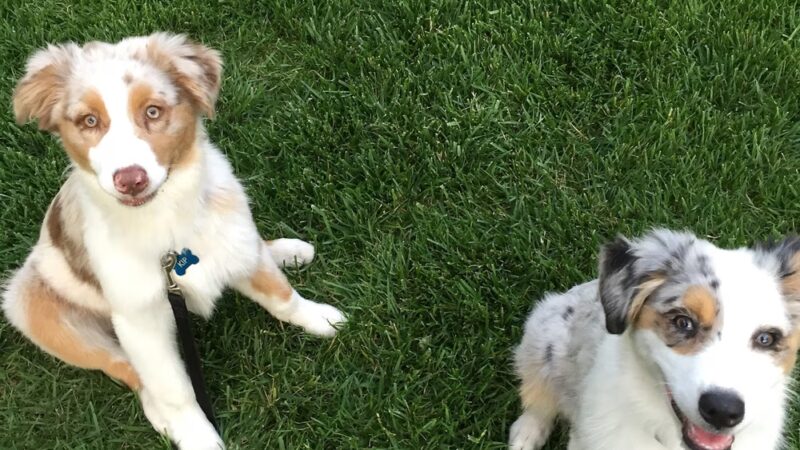 Pam4Paws - Raymore, MO