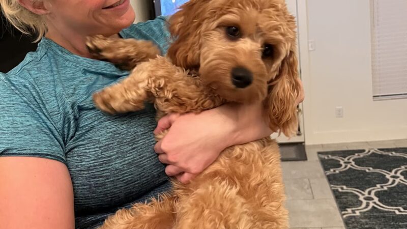 Pam4Paws - Raymore, MO