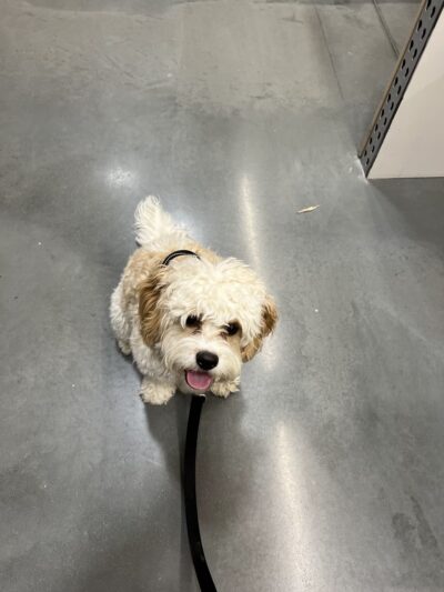 Pam4Paws - Raymore, MO