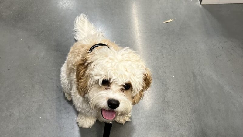 Pam4Paws - Raymore, MO