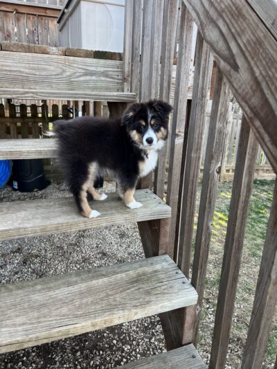Pam4Paws - Raymore, MO