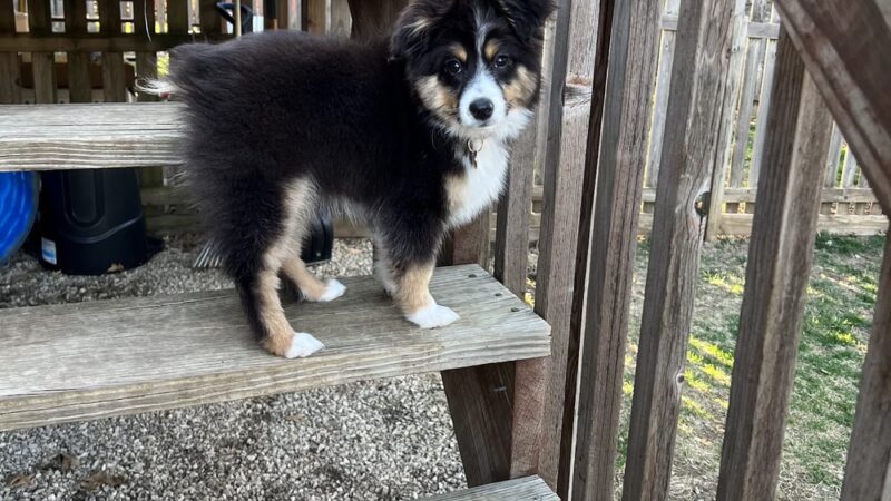 Pam4Paws - Raymore, MO