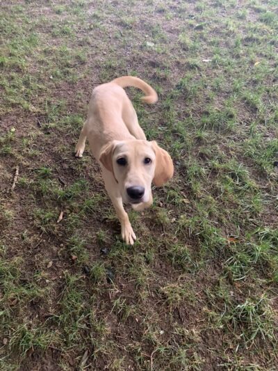 Pam4Paws - Raymore, MO