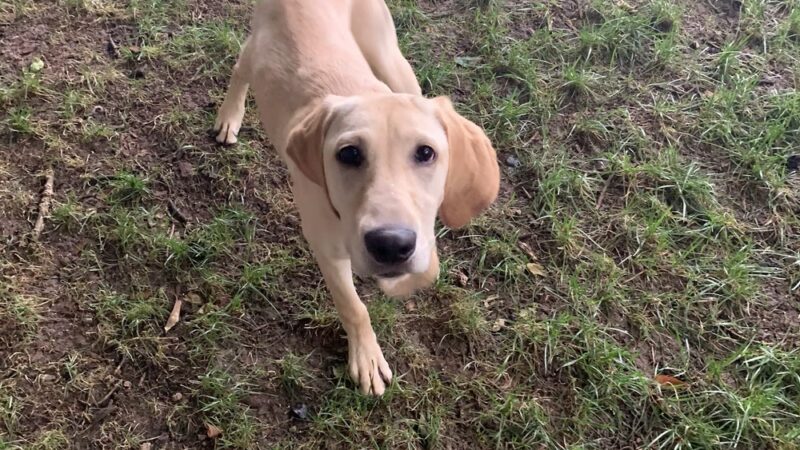 Pam4Paws - Raymore, MO
