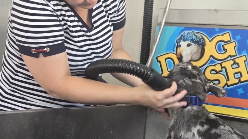 Albright Self-serve Dogwash - Reading, PA