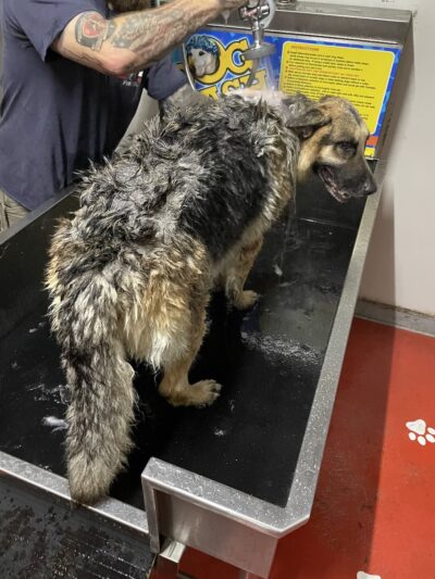 Albright Self-serve Dogwash - Reading, PA