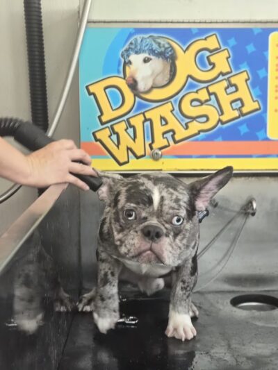 Albright Self-serve Dogwash - Reading, PA
