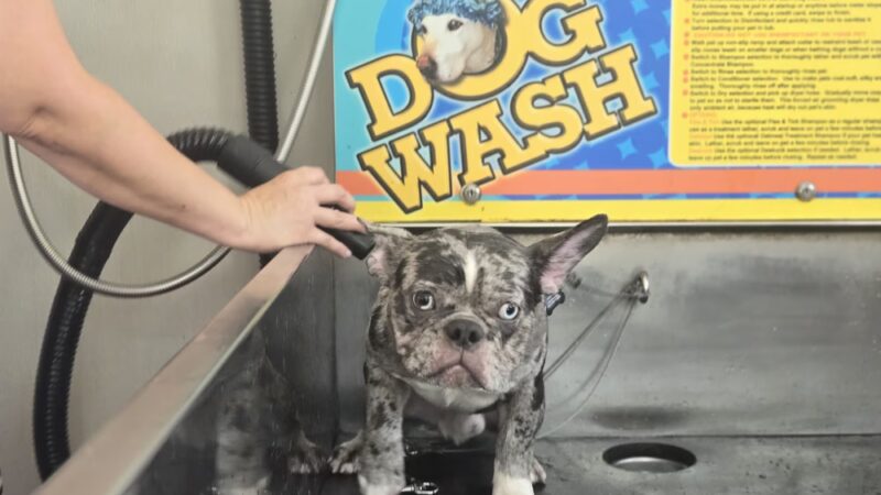 Albright Self-serve Dogwash - Reading, PA
