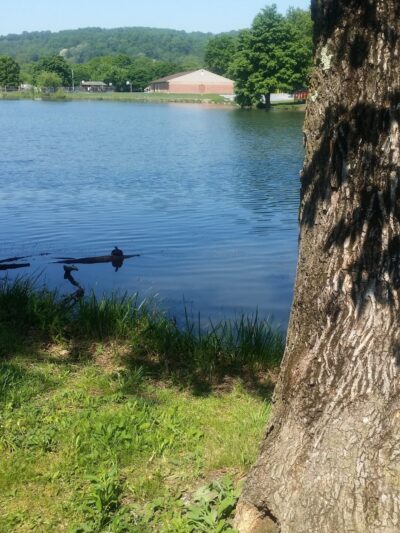 Carsonia Park - Reading, PA
