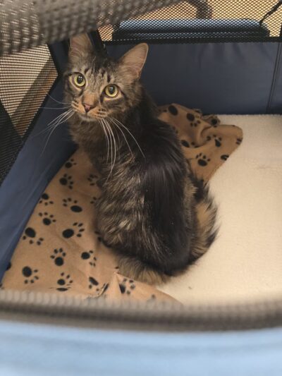 Humane Pennsylvania - Reading, PA