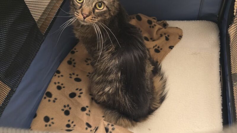 Humane Pennsylvania - Reading, PA