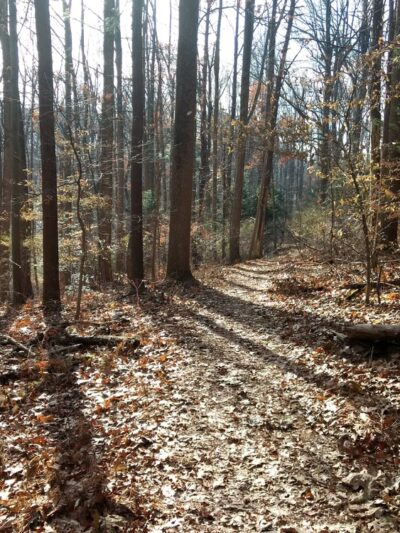 Nolde Forest - Sawmill - Reading, PA
