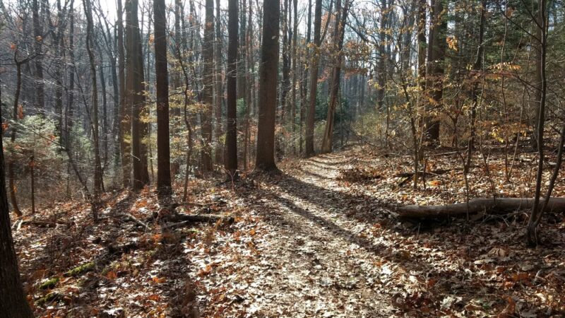 Nolde Forest - Sawmill - Reading, PA