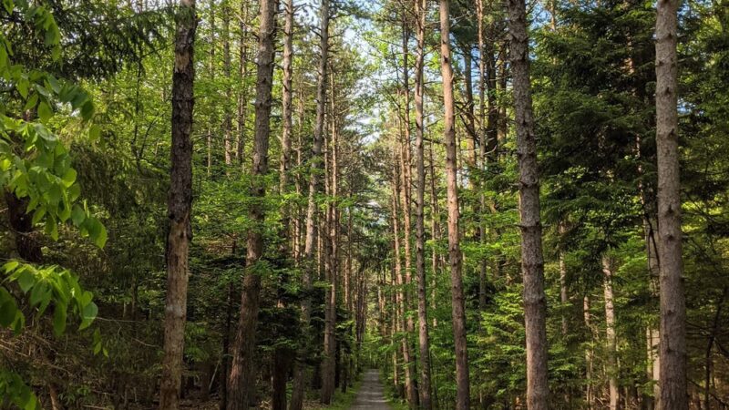 Nolde Forest - Sawmill - Reading, PA