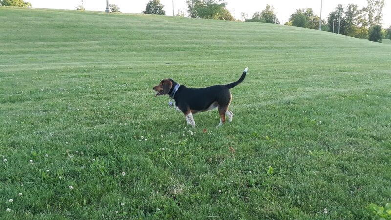 Shiloh Hills Park - Reading, PA