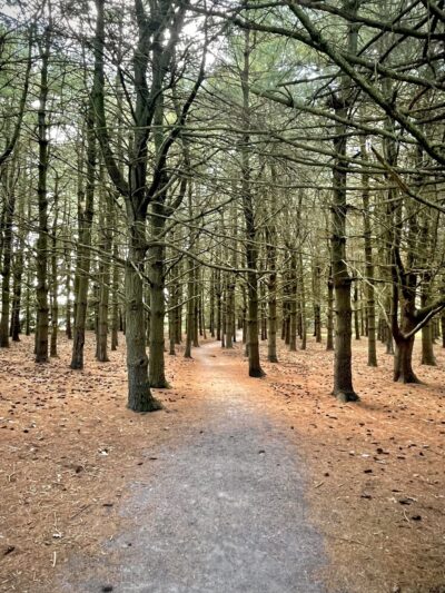 Wyomissing Park System Pinewoods Trail - Reading, PA