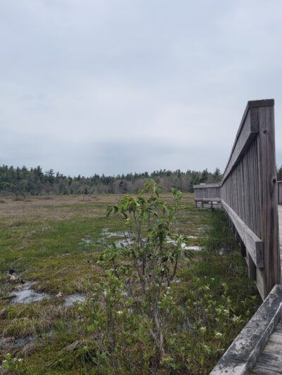 Forbes State Forest - Spruce Flats Bog and Wildlife Area - Rector, PA