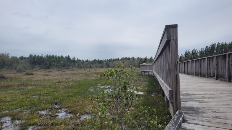 Forbes State Forest - Spruce Flats Bog and Wildlife Area - Rector, PA