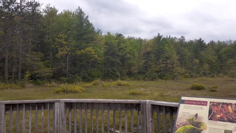 Forbes State Forest - Spruce Flats Bog and Wildlife Area - Rector, PA