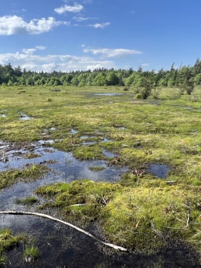 Forbes State Forest - Spruce Flats Bog and Wildlife Area - Rector, PA