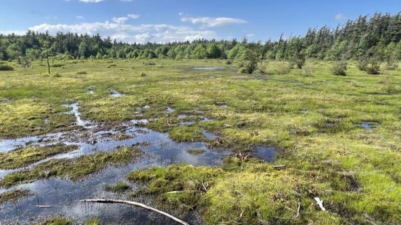 Forbes State Forest - Spruce Flats Bog and Wildlife Area - Rector, PA