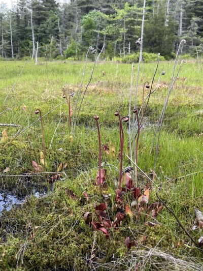 Forbes State Forest - Spruce Flats Bog and Wildlife Area - Rector, PA