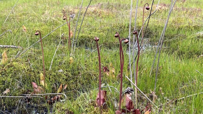 Forbes State Forest - Spruce Flats Bog and Wildlife Area - Rector, PA