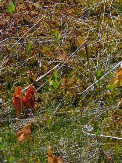 Forbes State Forest - Spruce Flats Bog and Wildlife Area - Rector, PA
