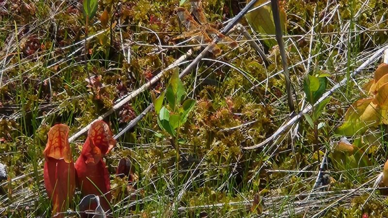 Forbes State Forest - Spruce Flats Bog and Wildlife Area - Rector, PA