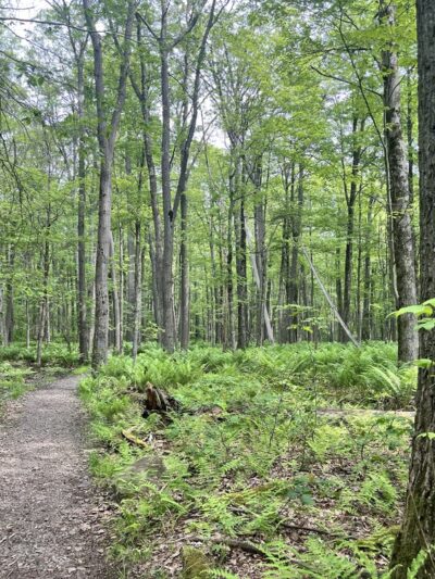 Wolf Rocks Trailhead - Rector, PA