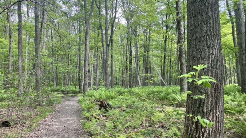 Wolf Rocks Trailhead - Rector, PA