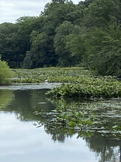 Stevenson park - Red Bank, NJ