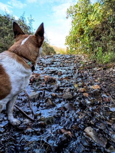Paynes Creek Crossing Trailhead: Hog Lake Trail - Red Bluff, CA
