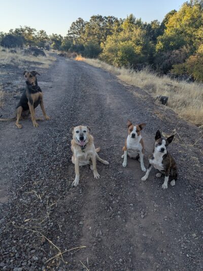 Paynes Creek Crossing Trailhead: Hog Lake Trail - Red Bluff, CA