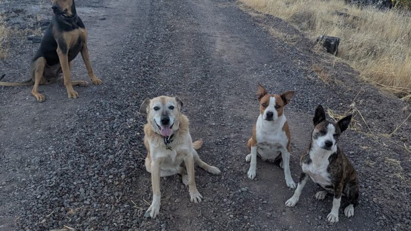Paynes Creek Crossing Trailhead: Hog Lake Trail - Red Bluff, CA