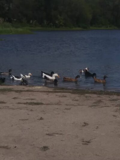 Pearson Park - Red Oak, TX