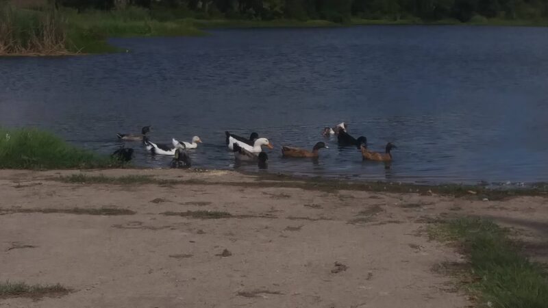 Pearson Park - Red Oak, TX