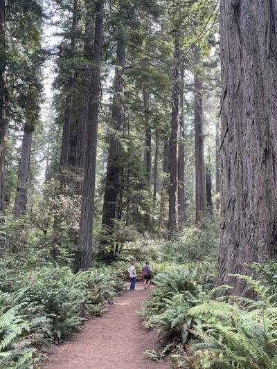 Founders Grove Nature Loop Trail - Redcrest, CA