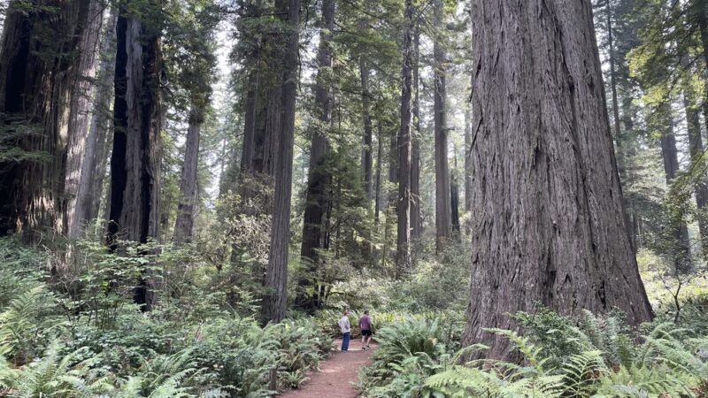 Founders Grove Nature Loop Trail - Redcrest, CA