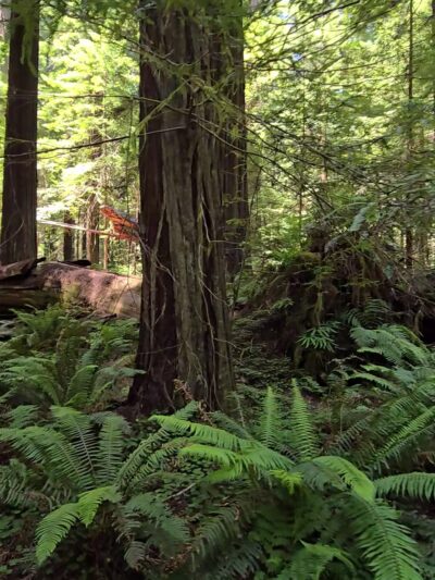 Founders Grove Nature Loop Trail - Redcrest, CA
