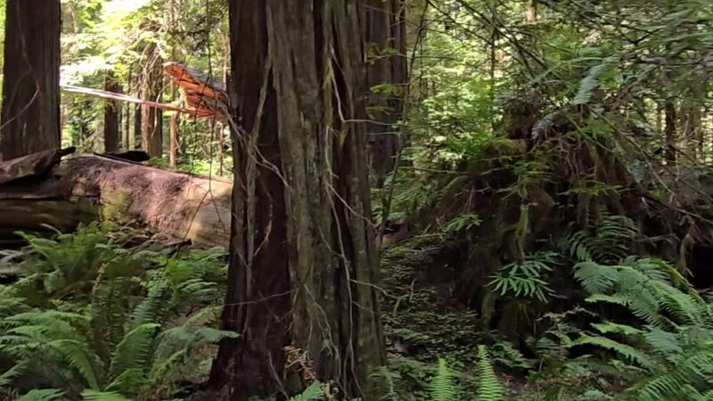 Founders Grove Nature Loop Trail - Redcrest, CA