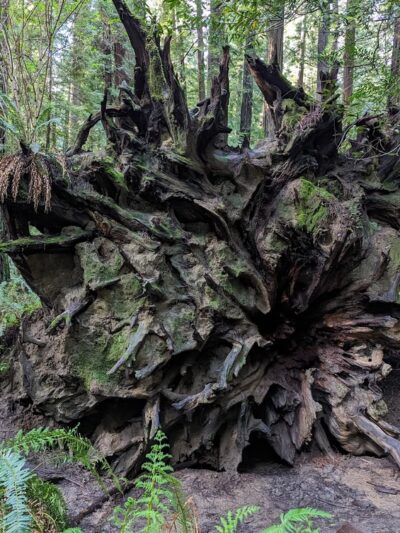 Founders Grove Nature Loop Trail - Redcrest, CA