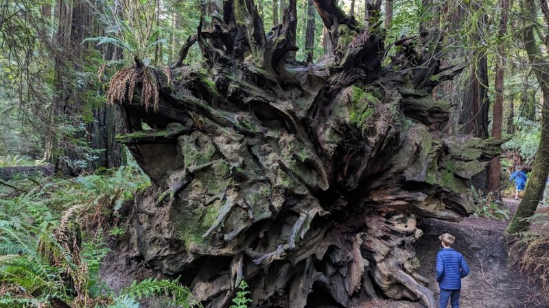 Founders Grove Nature Loop Trail - Redcrest, CA