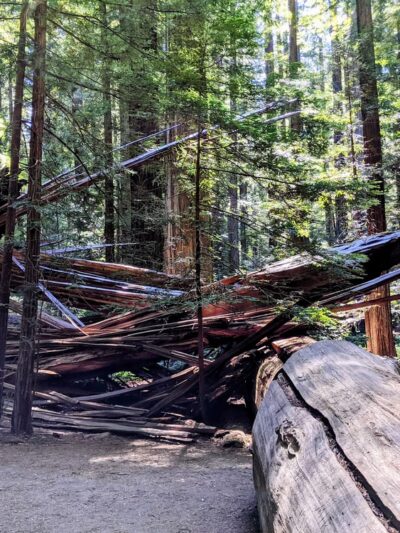 Founders Grove Nature Loop Trail - Redcrest, CA