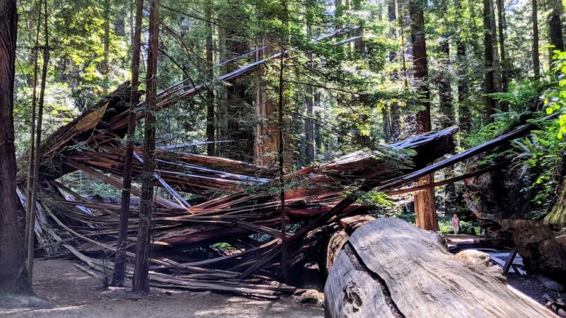 Founders Grove Nature Loop Trail - Redcrest, CA